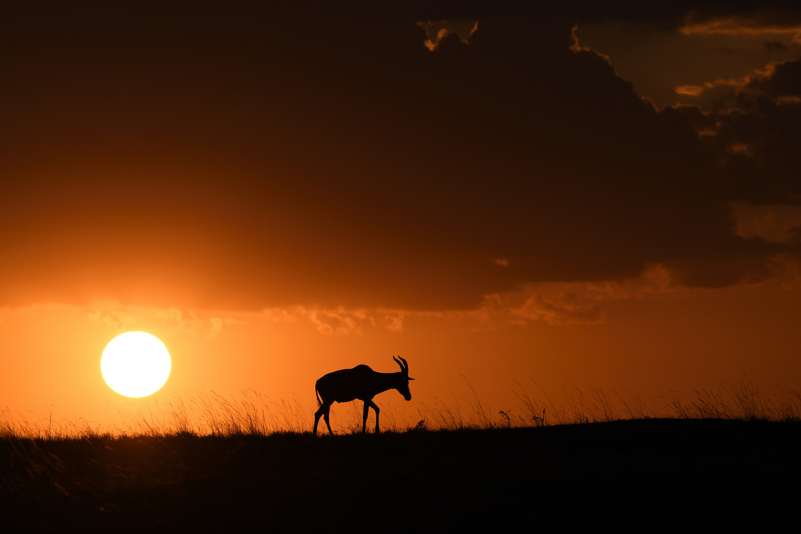 Massai Mara