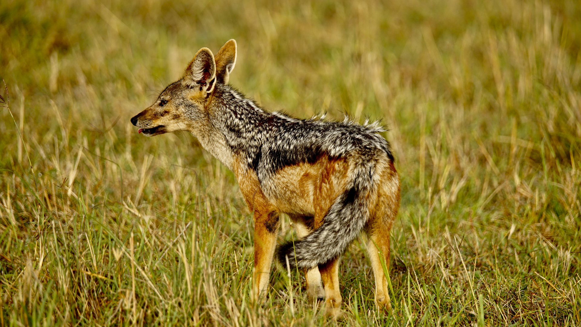 Massai Mara