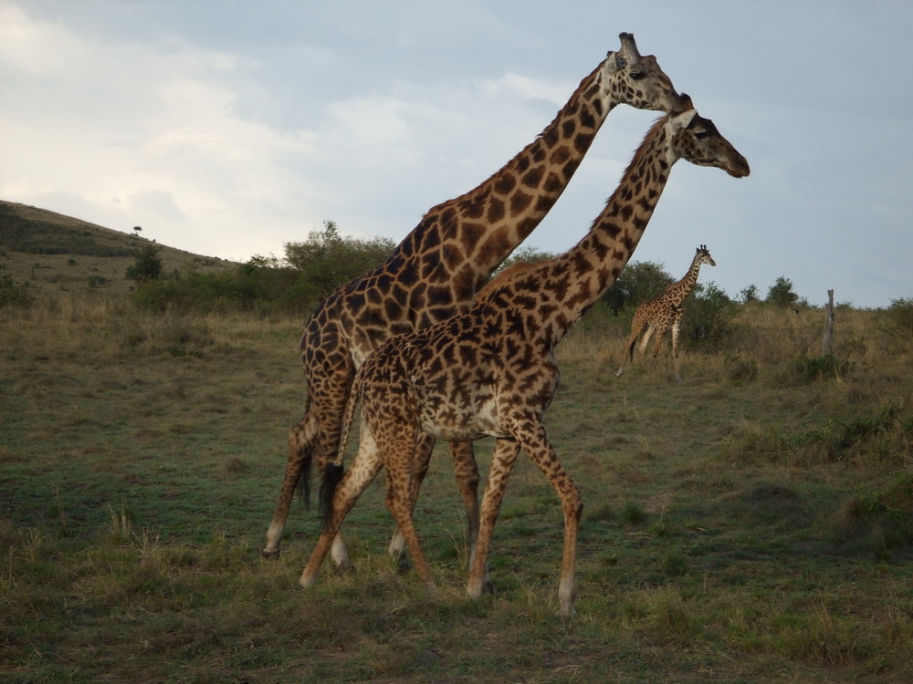 Massai Mara