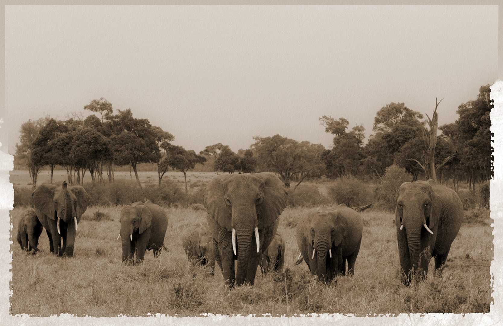 Massai Mara, Elephants