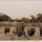Massai Mara, Elephants