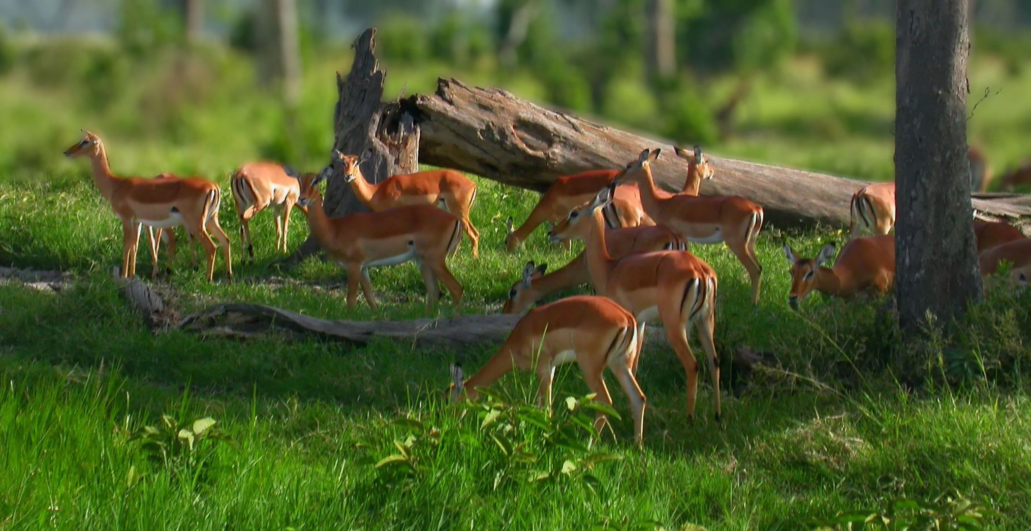 Massai Mara Impalas