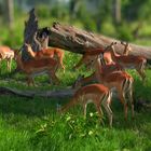 Massai Mara Impalas