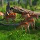 Massai Mara Impalas