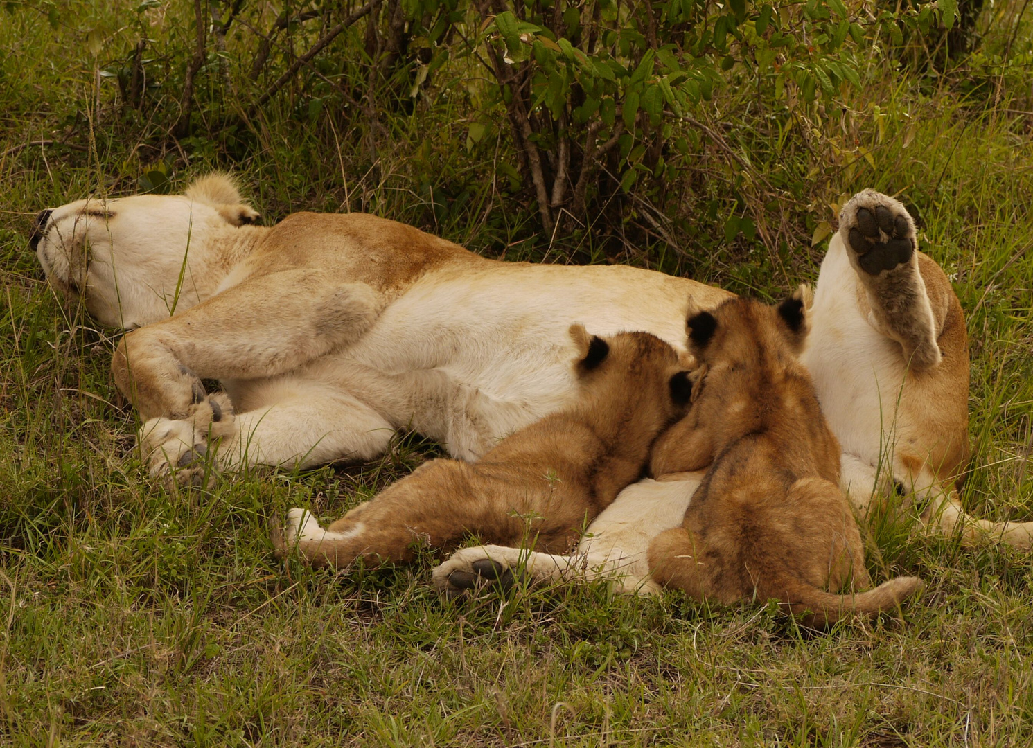 Massai Mara Milchbar