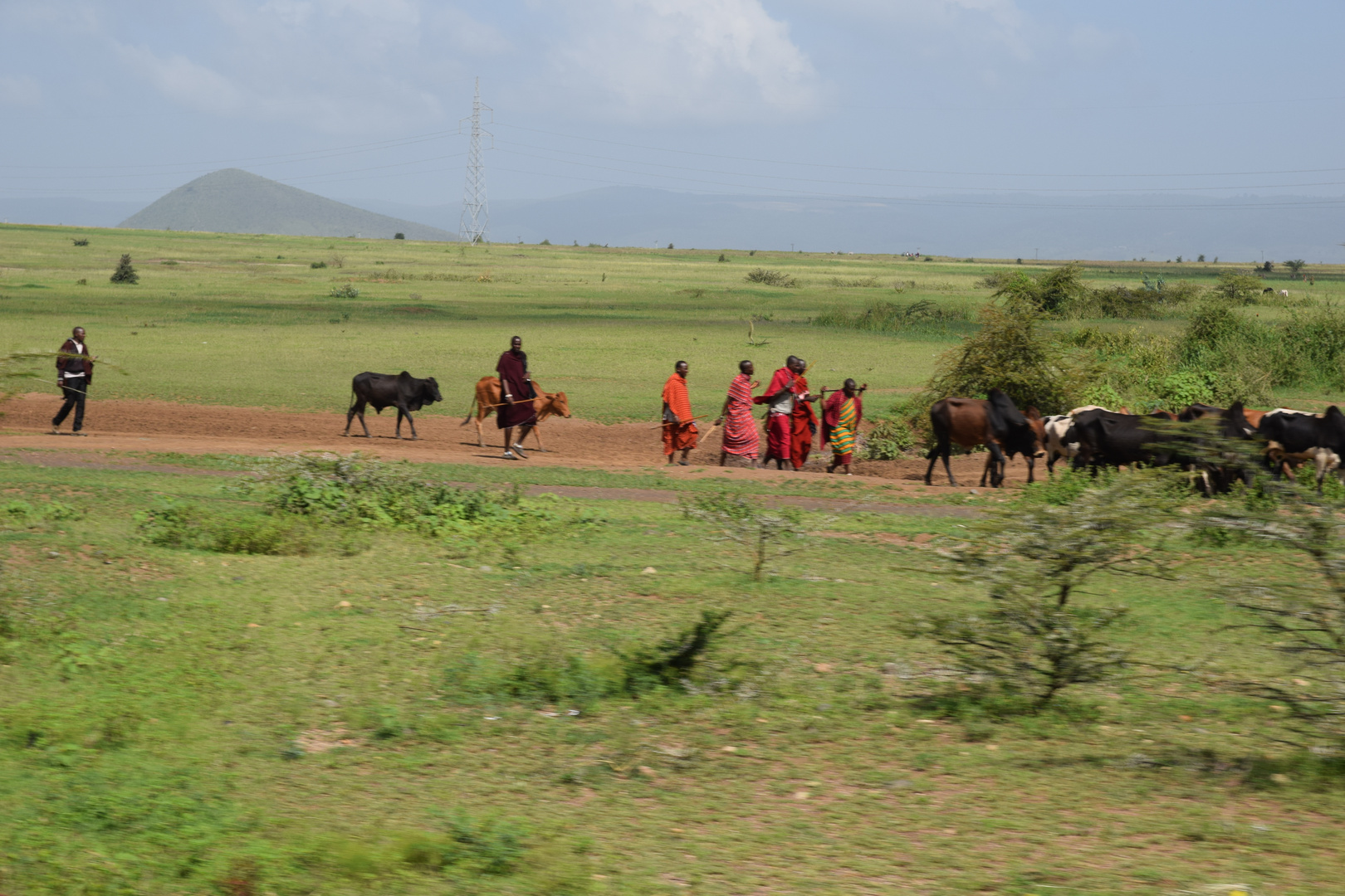 Massai mit ihren Rindern