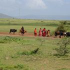 Massai mit ihren Rindern