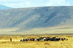 Massai mit seiner Herde im Ngorongoro-Krater
