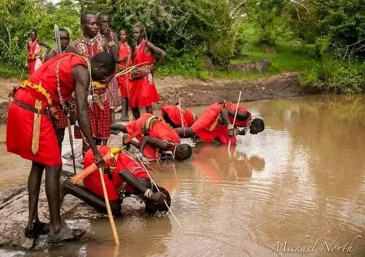 Massai: trinkend am Wasserloch