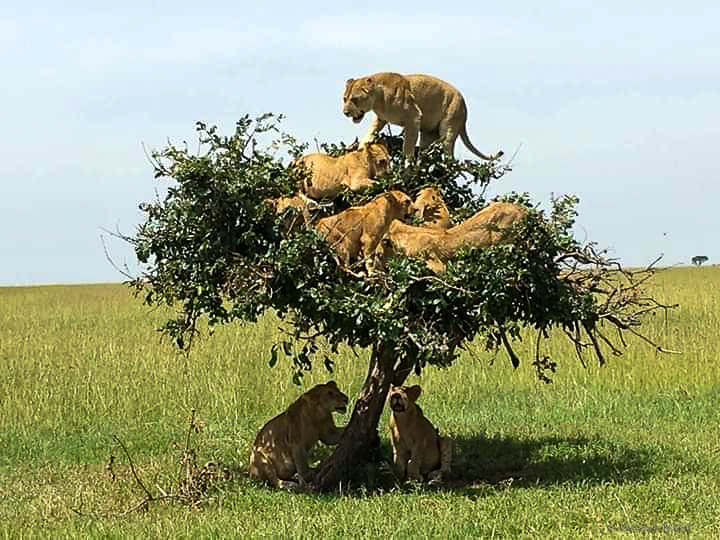 Massai: Vertreibung der Löwinnen in Baum