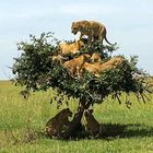 Massai: Vertreibung der Löwinnen in Baum