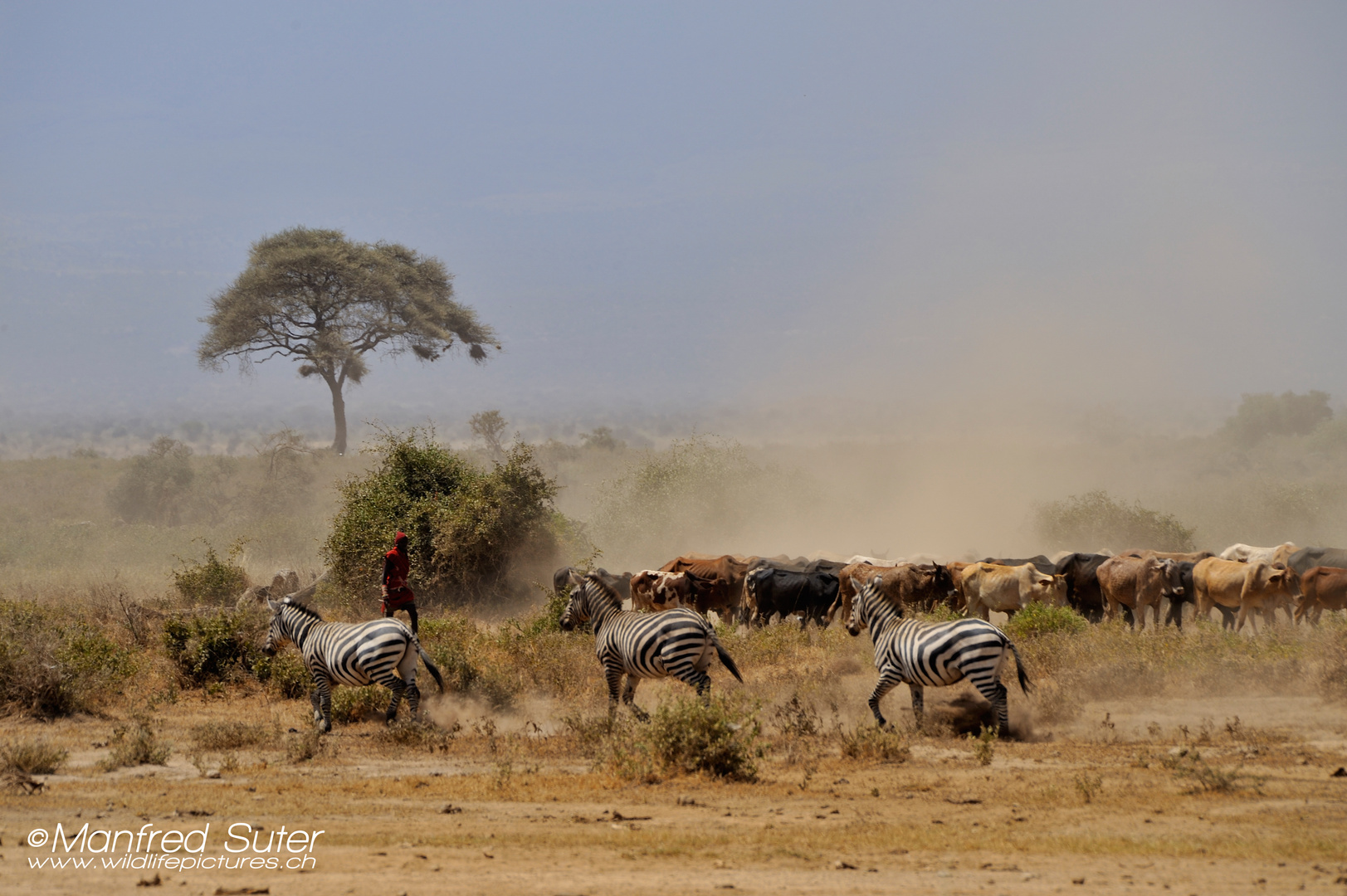 Massai - Zusammenleben in der Wildnis