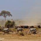 Massai - Zusammenleben in der Wildnis