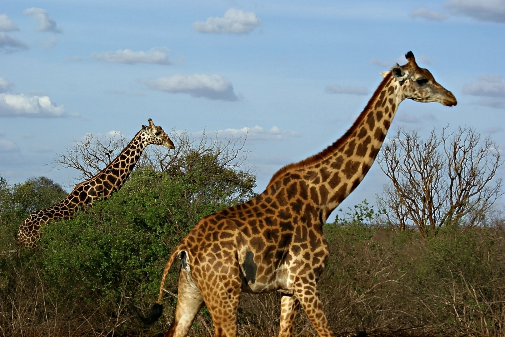 Massai_Giraffe