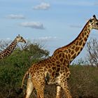 Massai_Giraffe