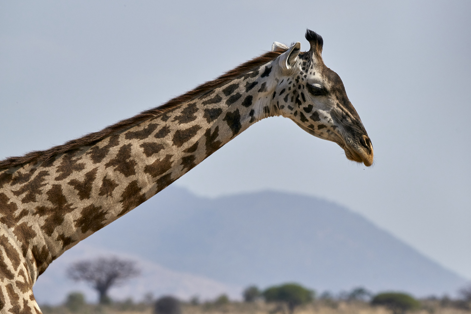 Massaigiraffe 