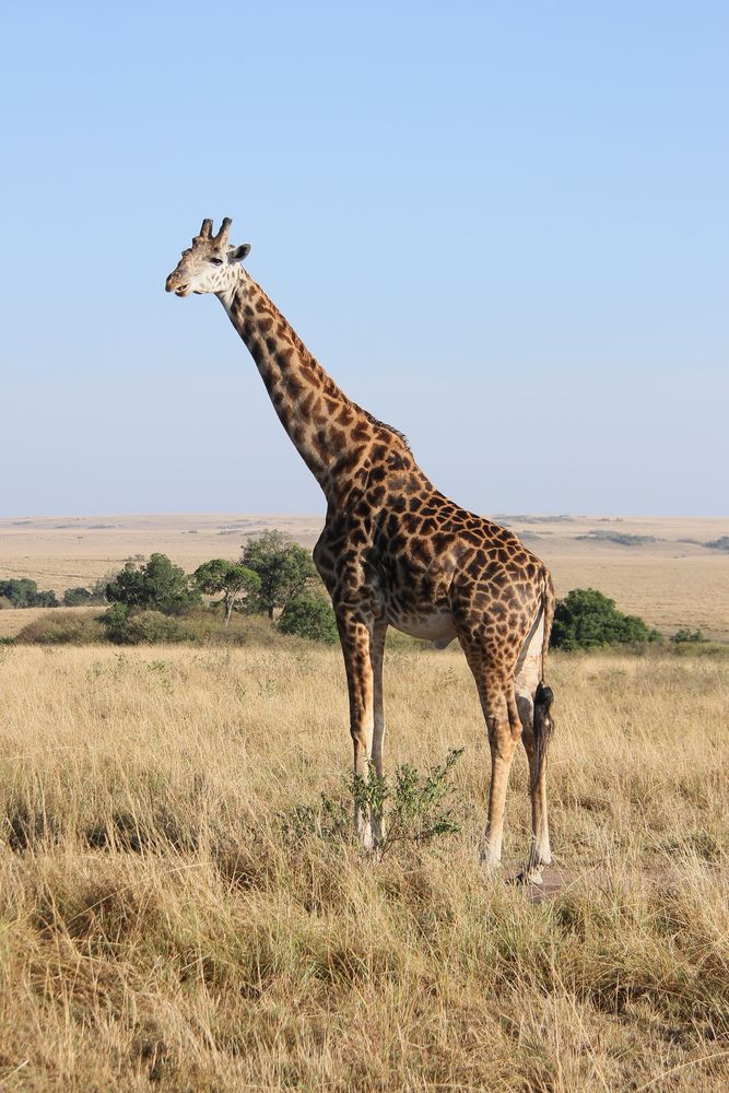 Massaigiraffe