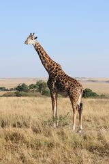 Massaigiraffe