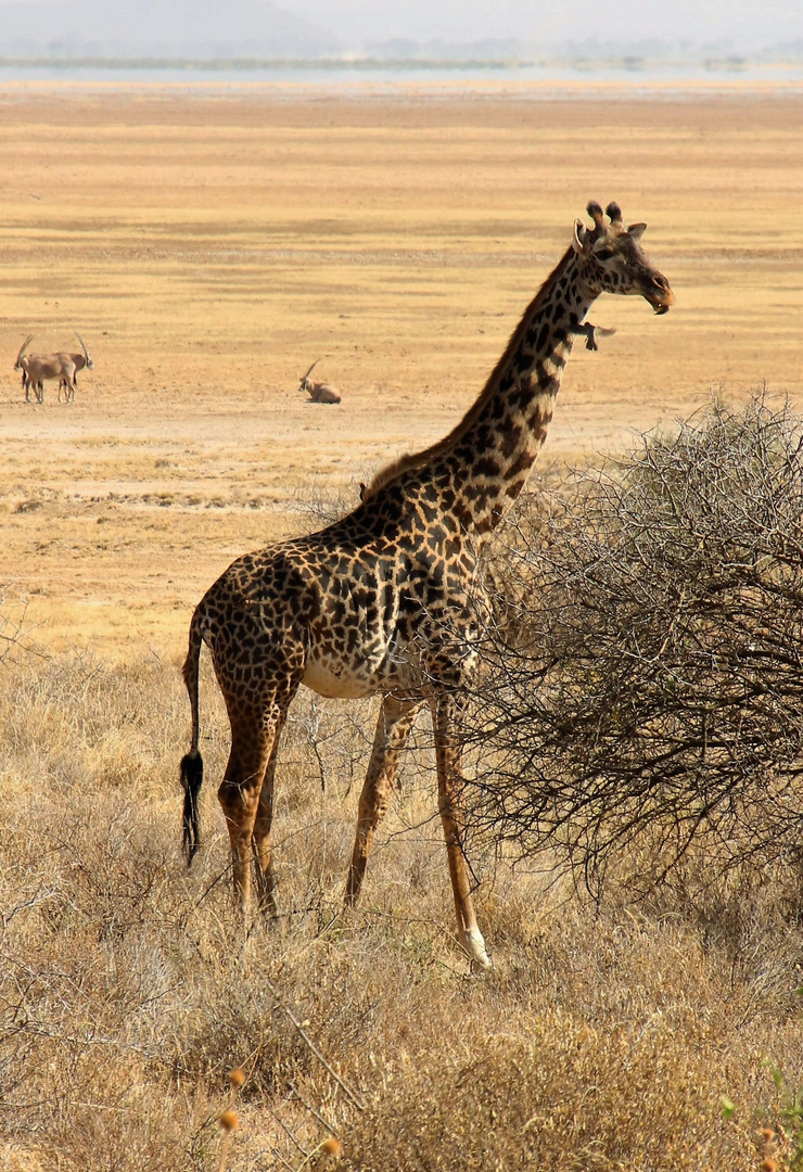 Massaigiraffe im Amboseli-Nationalpark-Kenia