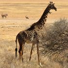 Massaigiraffe im Amboseli-Nationalpark-Kenia