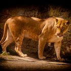 Massais Löwen Dame