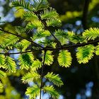 Maßarbeit der Natur...