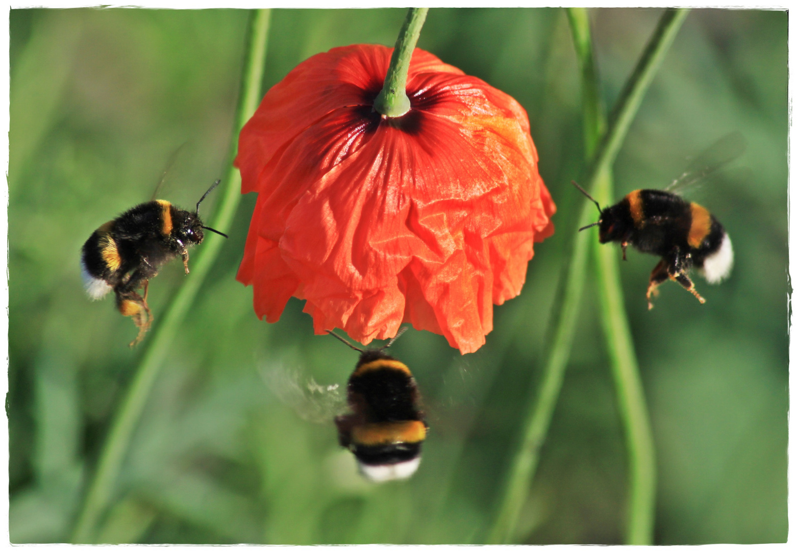 Massenandrang an den Mohnblüten