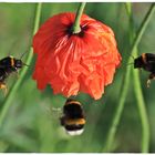 Massenandrang an den Mohnblüten