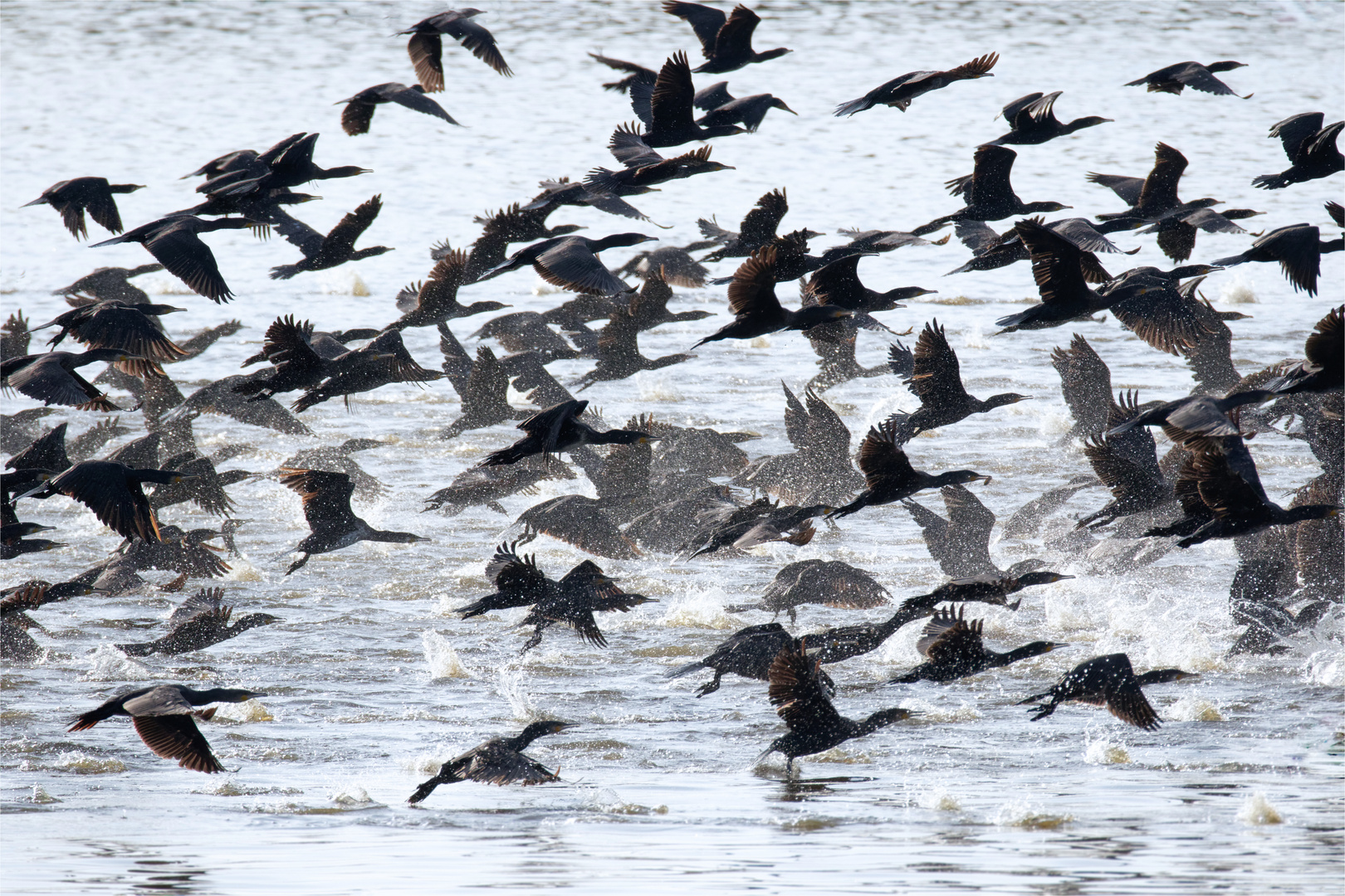 Massenandrang  - Kormorane (Phalacrocorax carbo)