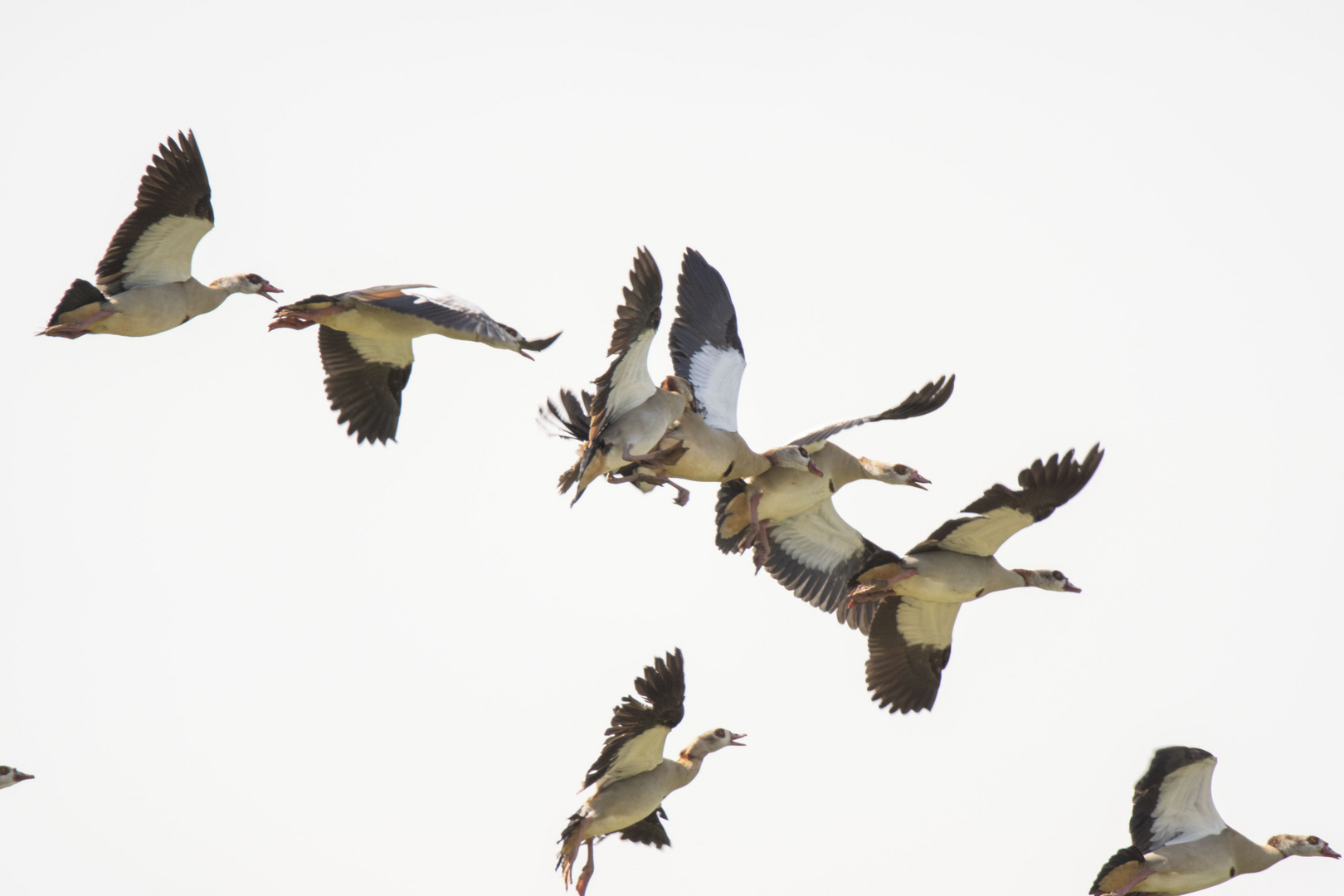 Massenaufflug bei den Nilgänsen