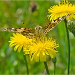 Massenhaft treten die Distelfalter (Vanessa cardui) . . .