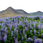 Massenhafte Lupinen auf Islands Vulkanboden