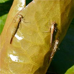 "Massenschlupf" der Hufeisen-Azurjungfer (Coenagrion puella)