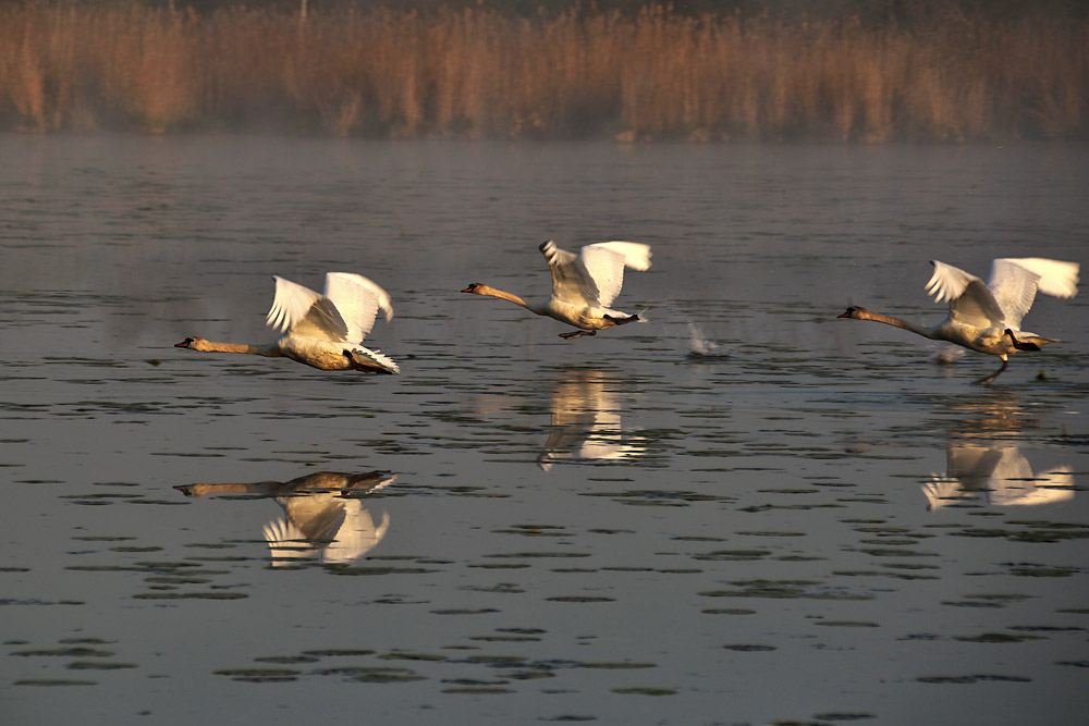 Massenstart aus dem Wasser