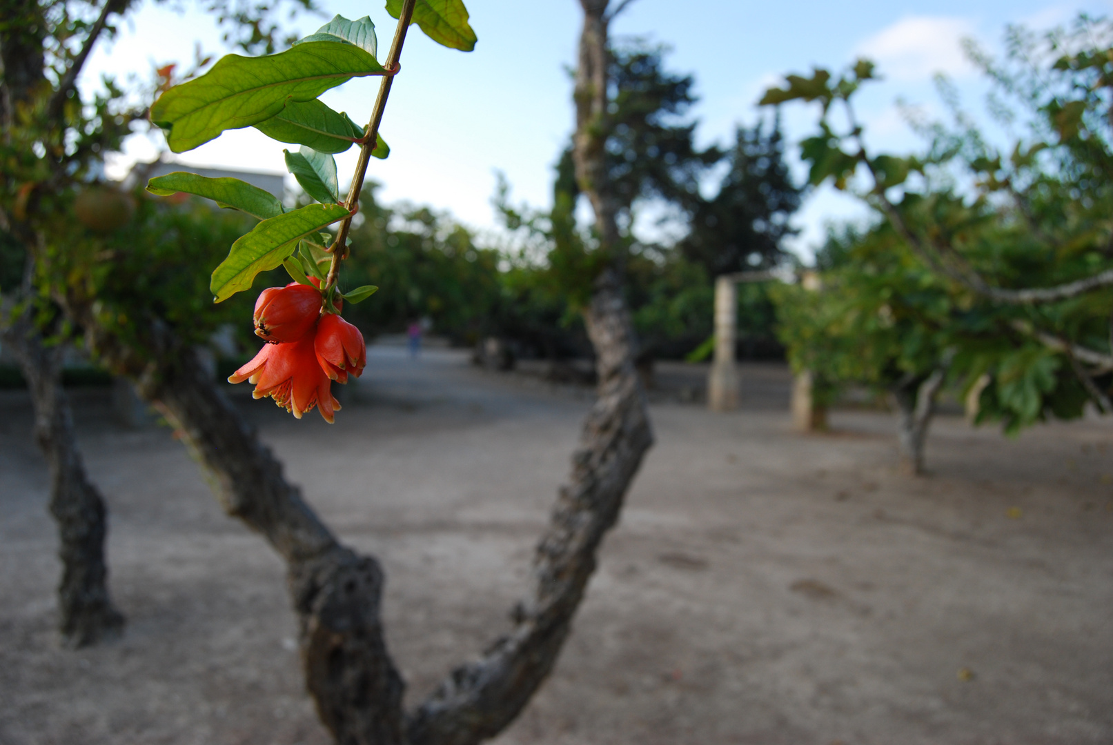 MASSERIA LIMBITELLO