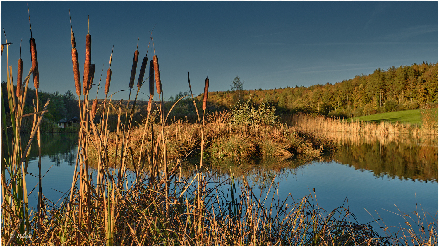 Massettes Foto & Bild europe, france, alsace elsass Bilder auf