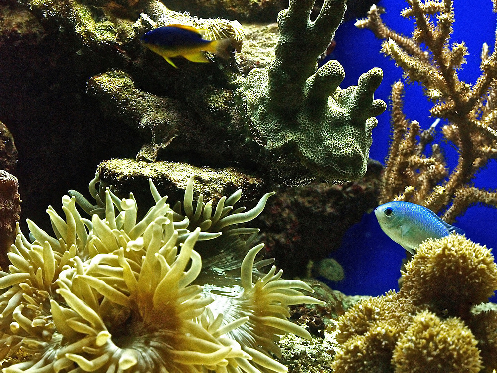 Massif corallien -- Aquarium des lagons de Nouméa