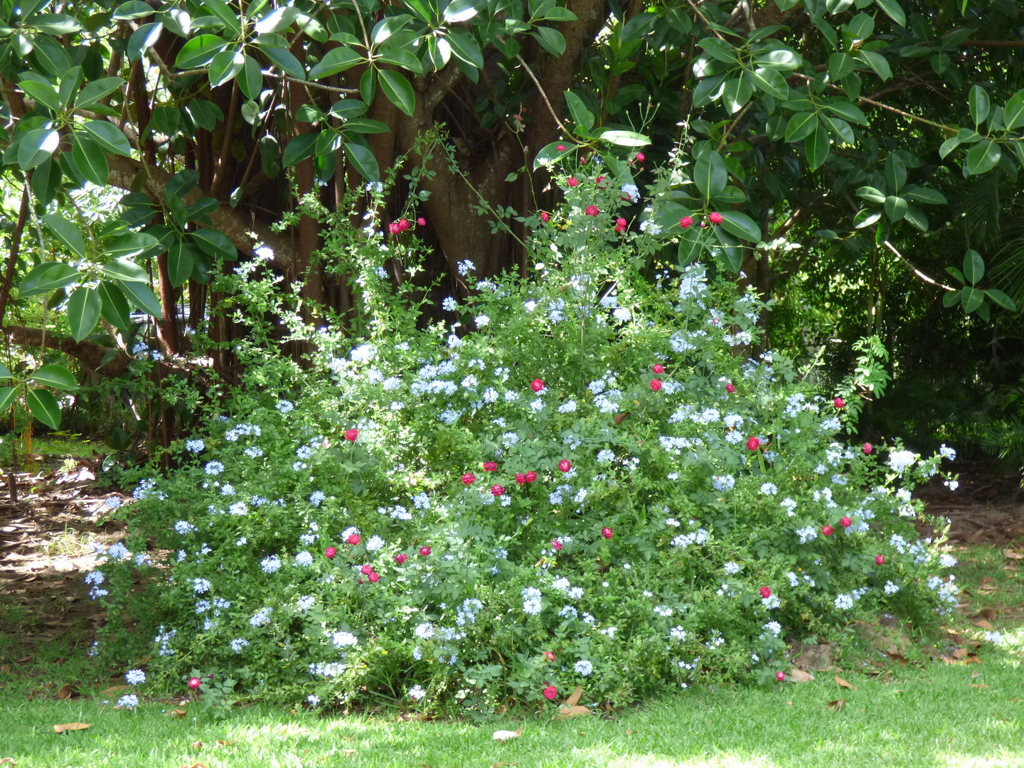 Massif de fleurs