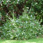 Massif de fleurs