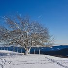 Massif du Hohneck Vosges