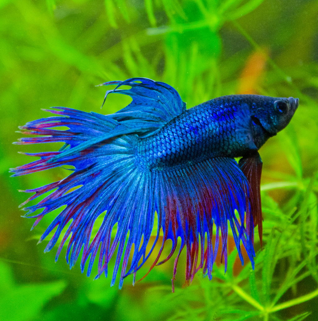 Massimo - Betta Splendens