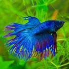 Massimo - Betta Splendens