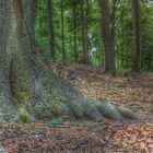 massive roots