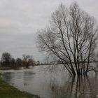 Massive Überschwemmung der Wiese am Städt. Rheinbad in Wesel