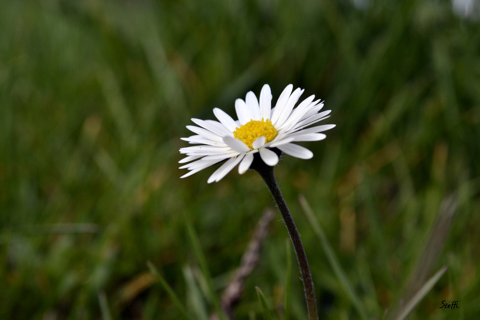 Maßliebchen