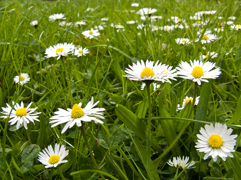 Maßliebchen