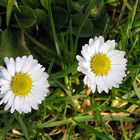 Maßliebchen im Wiesengrund