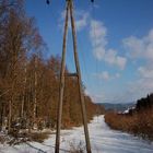 Mast im Wald