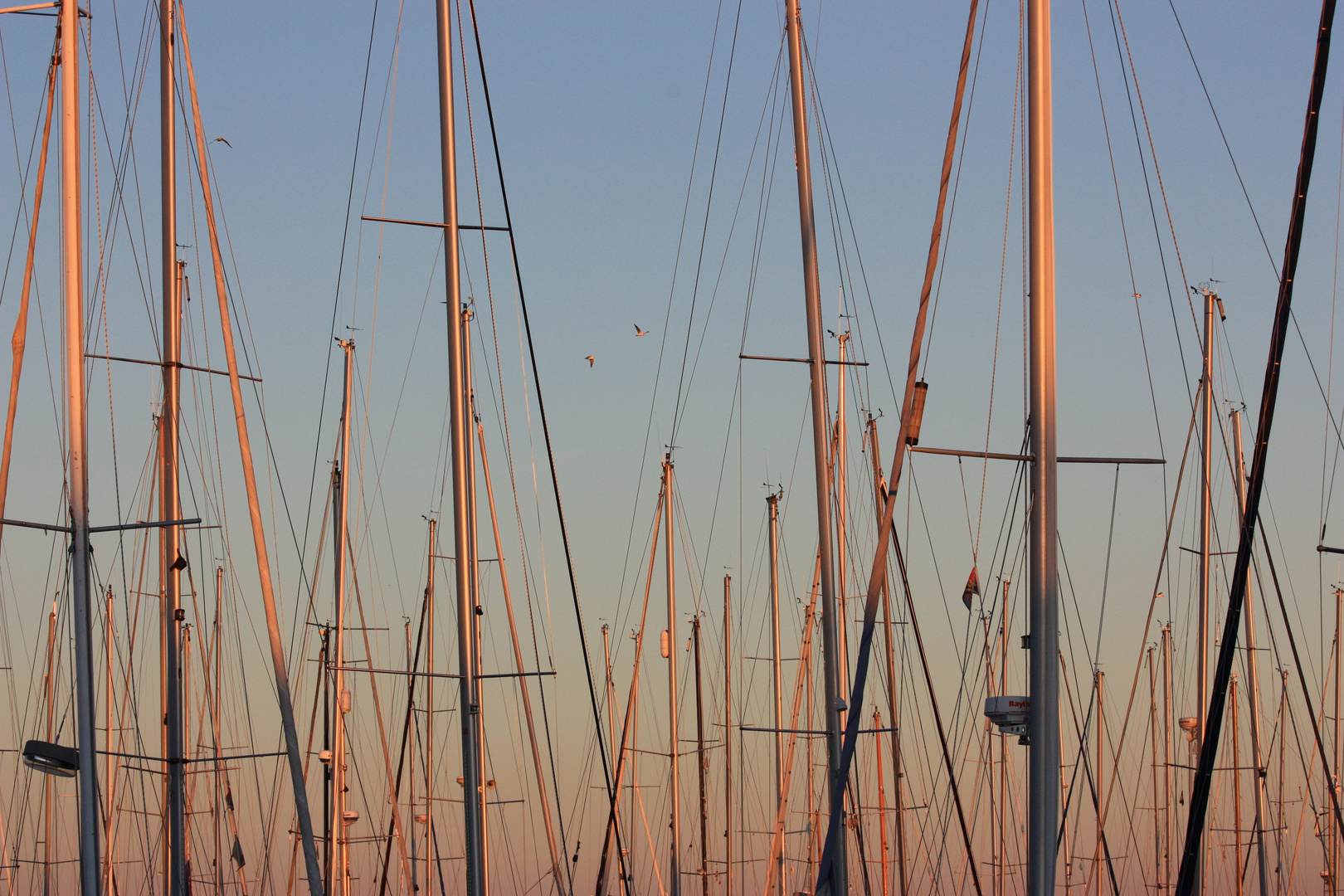 Masten im Abendlicht - Yachthafen in Heiligenhafen