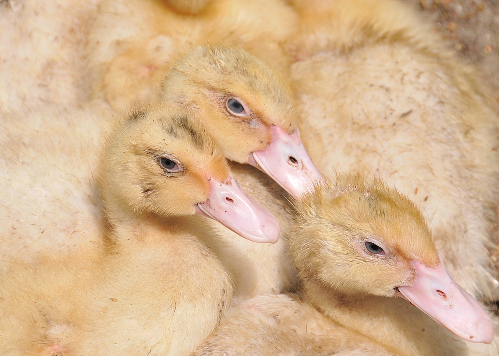 Mastenten Foto & Bild tiere, haustiere, vögel Bilder auf